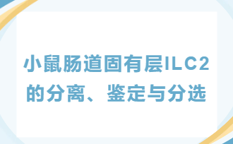 小鼠肠道固有层ILC2的分离、鉴定与分选